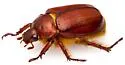 Parabyrsopolis chihuahuae - photo 4