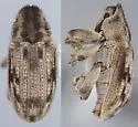 Paracamptus subtropicus - Paracamptus subtropicus