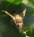 Paracantha culta