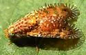 Paracantha culta - photo 2