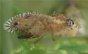 Paracantha culta - photo 3
