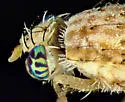 Paracantha culta - photo 4