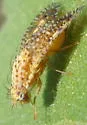 Paracantha cultaris