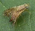 Paracantha cultaris - photo 2