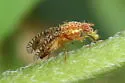 Paracantha cultaris - photo 3