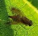 Paracantha cultaris - photo 4