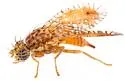 Paracantha cultaris - photo 5