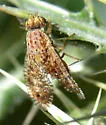 Paracantha gentilis - Paracantha gentilis