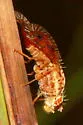 Paracantha gentilis - photo 2