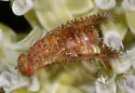 Paracantha gentilis - photo 4