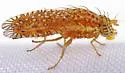 Paracantha gentilis - photo 5