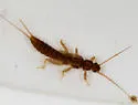 Paracapnia angulata
