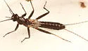 Paracapnia opis