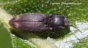 Paracardiophorus cardisce