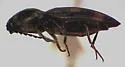 Paracardiophorus cardisce - photo 2