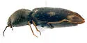 Paracardiophorus cardisce - photo 5