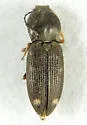 Paracardiophorus gemmifer