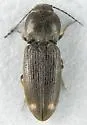 Paracardiophorus gemmifer - photo 3