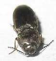 Paracardiophorus gemmifer - photo 5