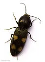 Paracardiophorus propinquus - photo 2