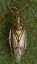 Paracarniella cubana