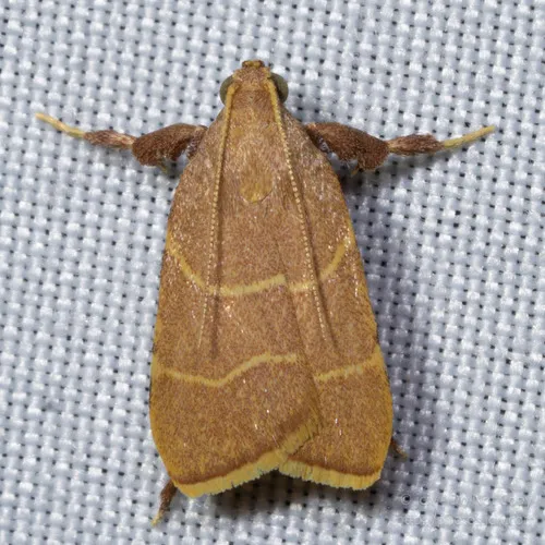 Parachma Moth - Hodges#5538 - Parachma ochracealis