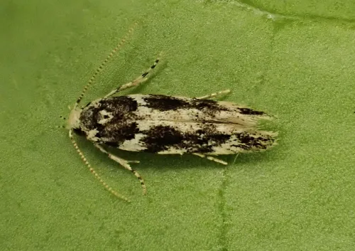Parachronistis albiceps - Parachronistis albiceps