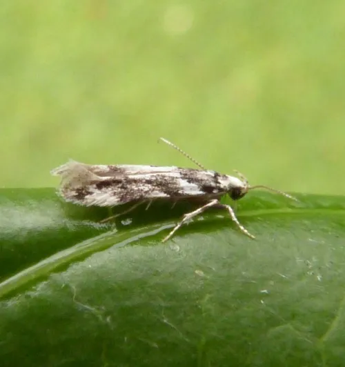 Parachronistis albiceps - photo 2