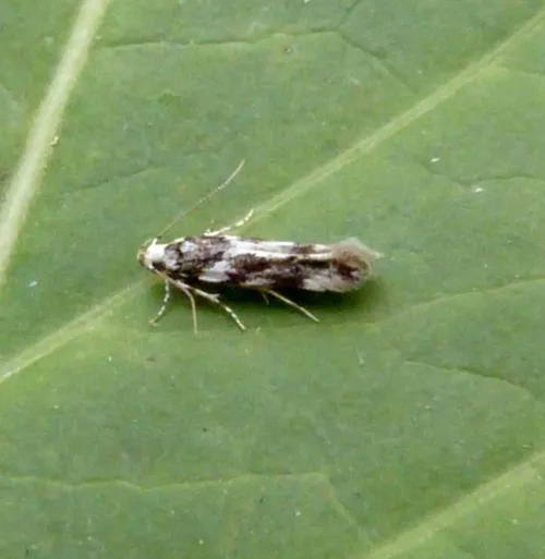 Parachronistis albiceps - photo 3