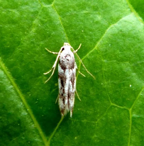 Parachronistis albiceps - photo 5