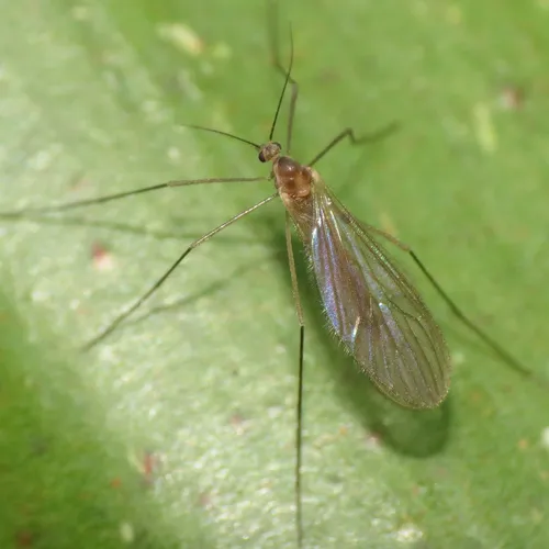 Paracladura trichoptera