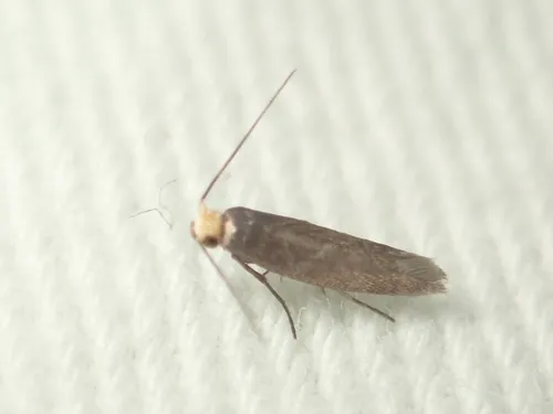 Paraclemensia caerulea