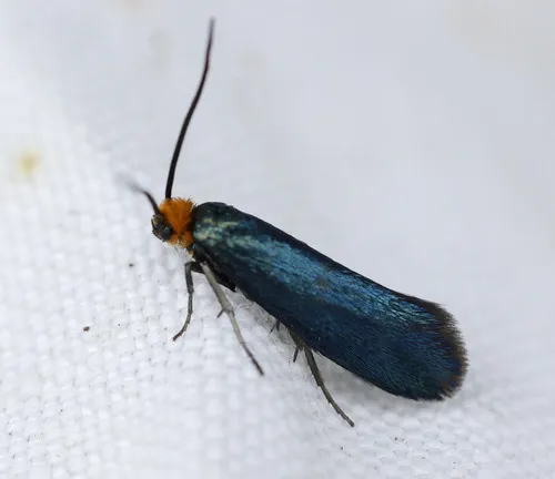 Paraclemensia cyanella