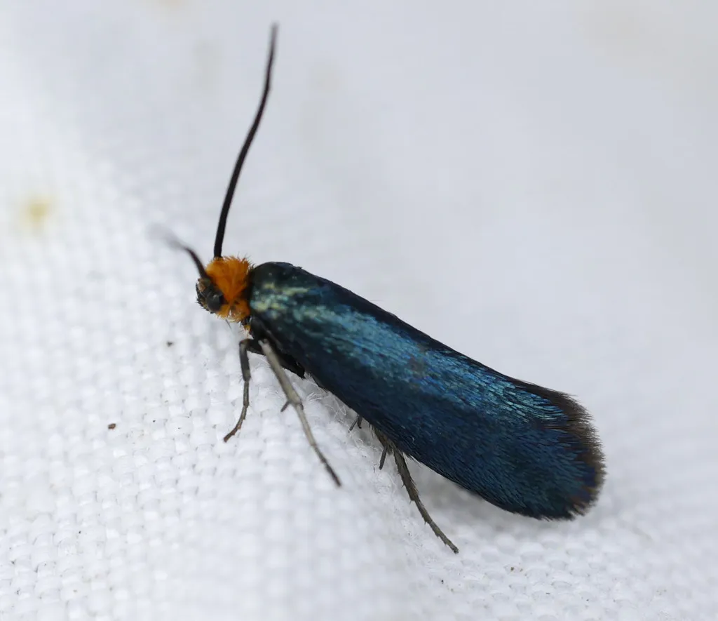 Paraclemensia cyanella - photo 2