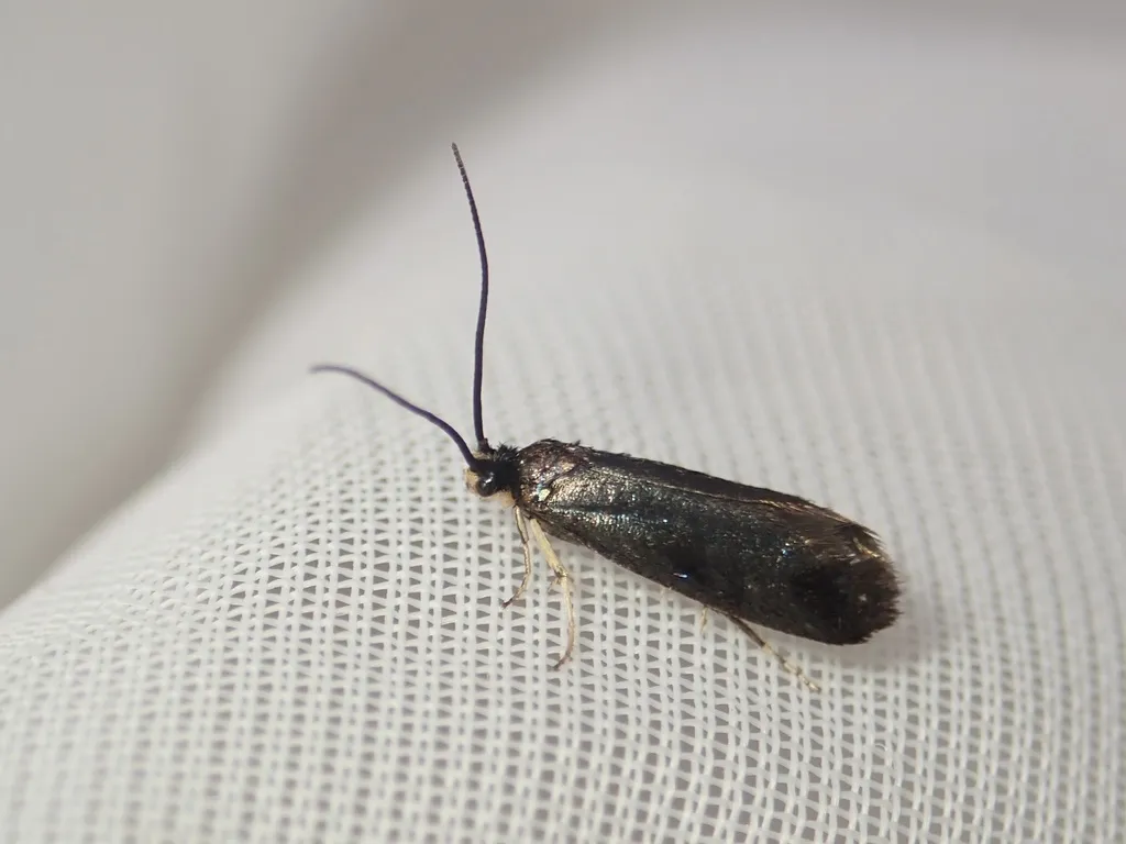 Paraclemensia incerta - photo 2