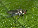 Paraclius pumilio - Paraclius pumilio