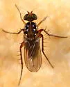 Paraclius quadrinotatus