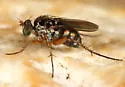 Paraclius quadrinotatus - photo 2