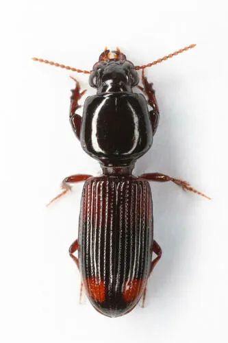 Greater Tail-light Carabid