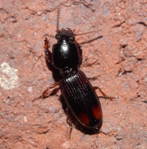 Greater Tail-light Carabid - photo 2