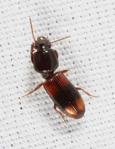 Greater Tail-light Carabid - photo 3