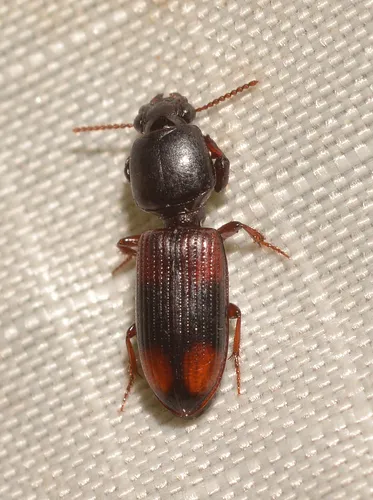 Greater Tail-light Carabid - photo 4