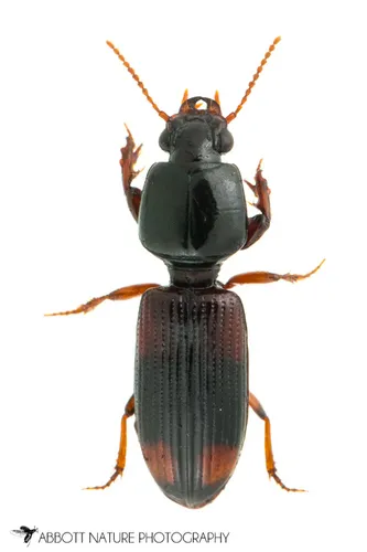Greater Tail-light Carabid - photo 6