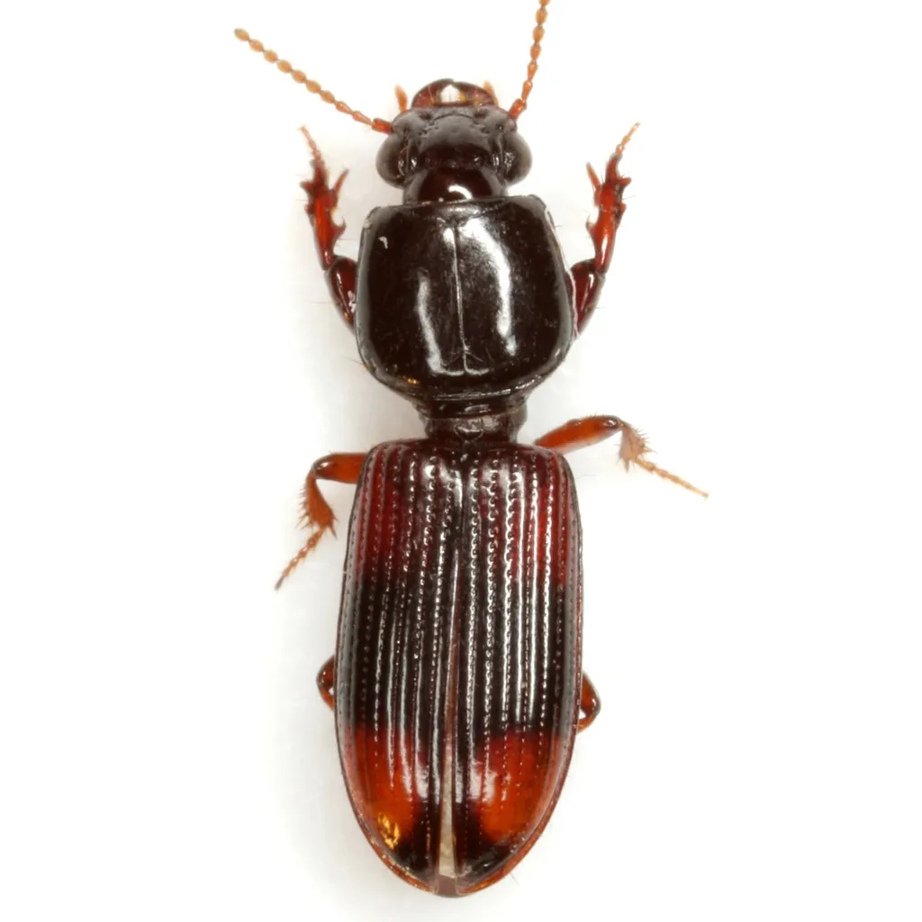 Greater Tail-light Carabid - photo 7