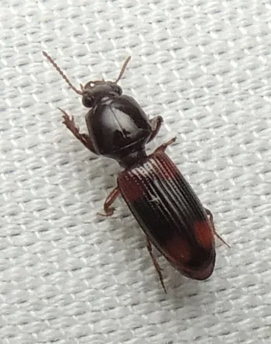Greater Tail-light Carabid - photo 8