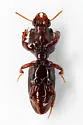 Paraclivina fasciata - photo 5