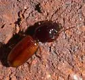 Paraclivina ferrea - photo 5