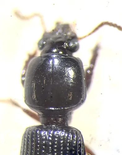 Paraclivina striatopunctata