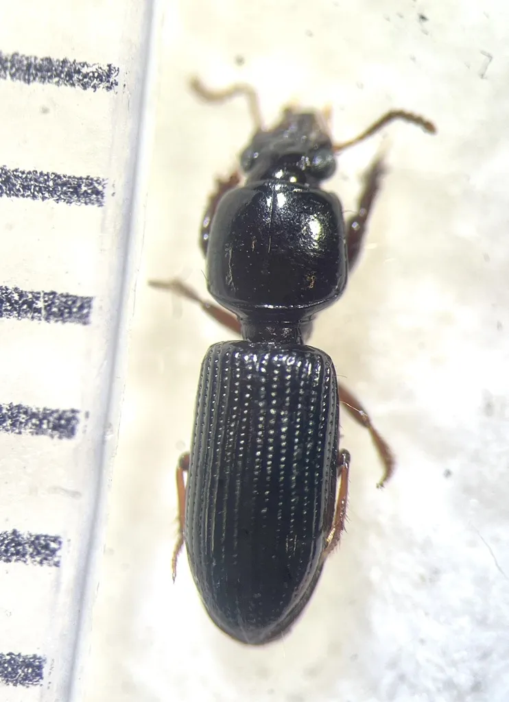 Paraclivina striatopunctata - photo 2