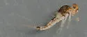 Paracloeodes minutus